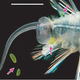 Illustration for article titled Sea Worms Defend Themselves With Bioluminescent Bombs